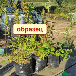 Денис Блю