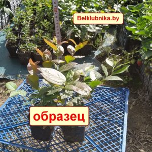 Легаси