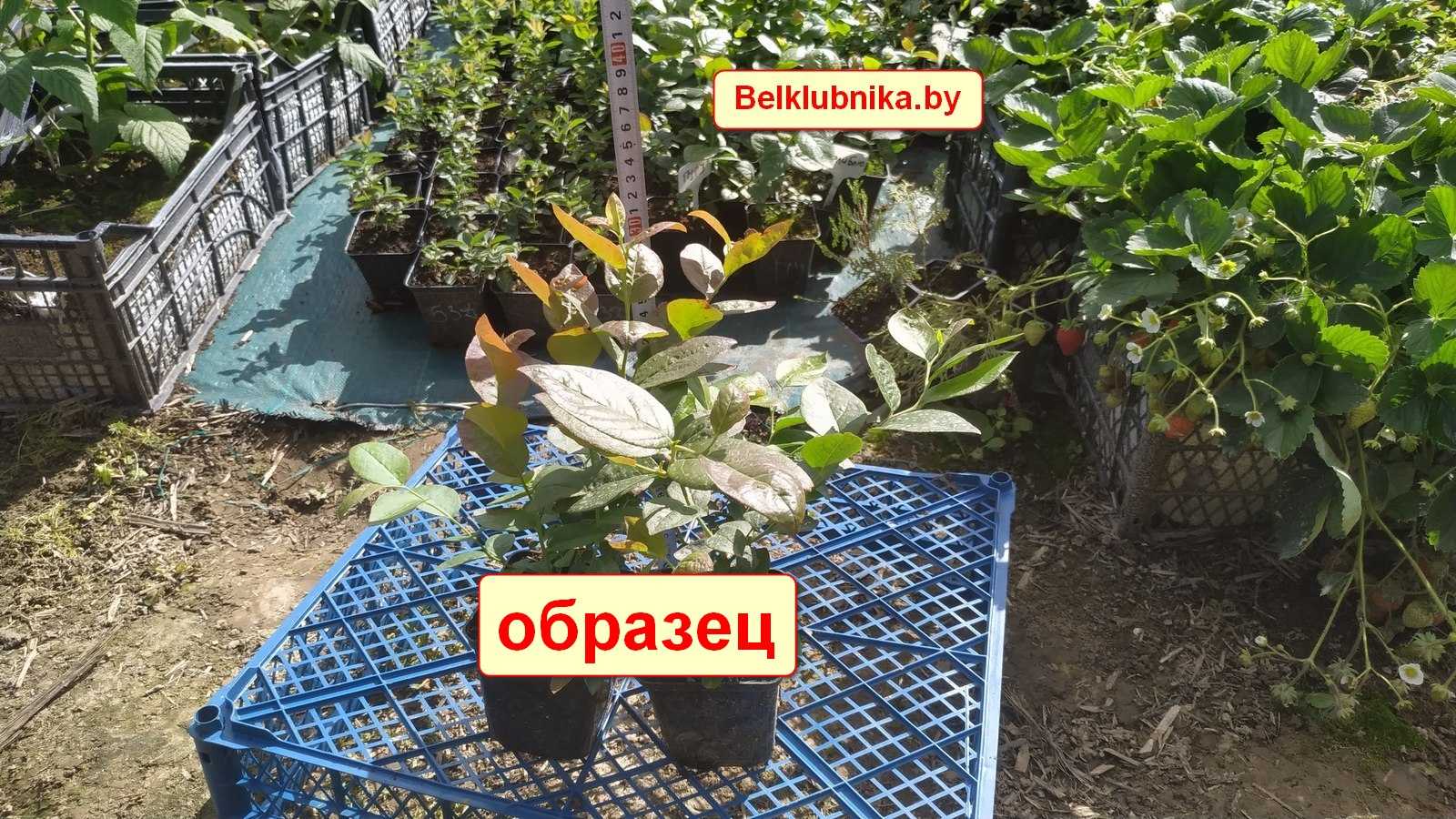 Бонус